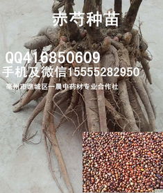 价格,厂家,批发,药材种子 种苗,安徽省亳州市谯城区一晨药材种植专业合作社