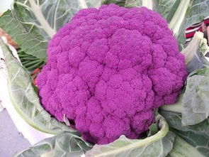 紫花菜 百科